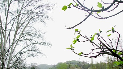 spring landscape with fig and birch branches in foggy weather