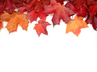 autumn background forest with maple trees and sunny beams