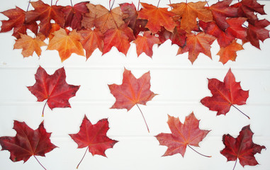 autumn background forest with maple trees and sunny beams