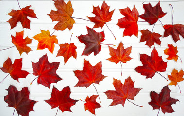 autumn background forest with maple trees and sunny beams