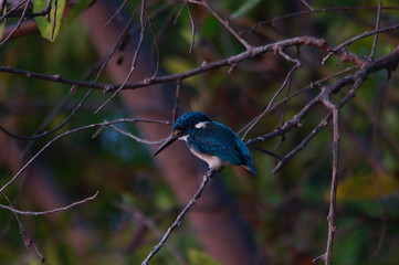 kingfisher on a branch