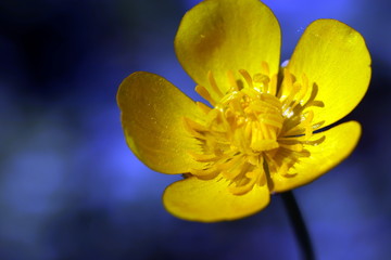 Kingcup or Marsh Marigold (Caltha palustris) flower, field flowers