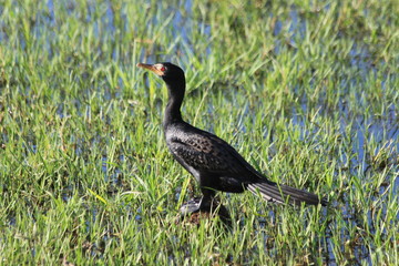 Reed cormorant wetland shore bird