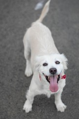white and cute puppy labrador