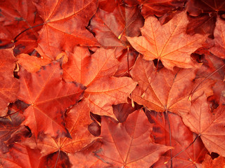 autumn background forest with maple trees and sunny beams