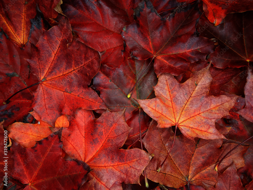 Canvas Prints autumn background forest with maple trees and sunny beams