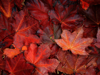 autumn background forest with maple trees and sunny beams