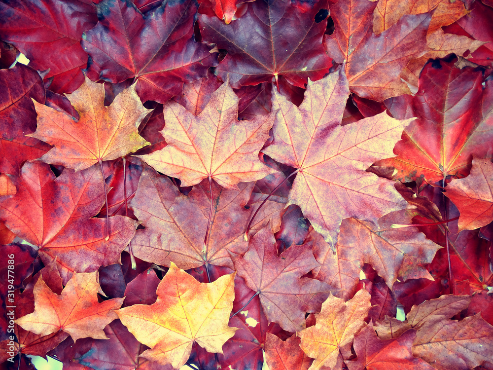 Wall mural autumn background forest with maple trees and sunny beams