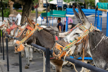 Donkeys in Mijas. Andalusia, Spain.