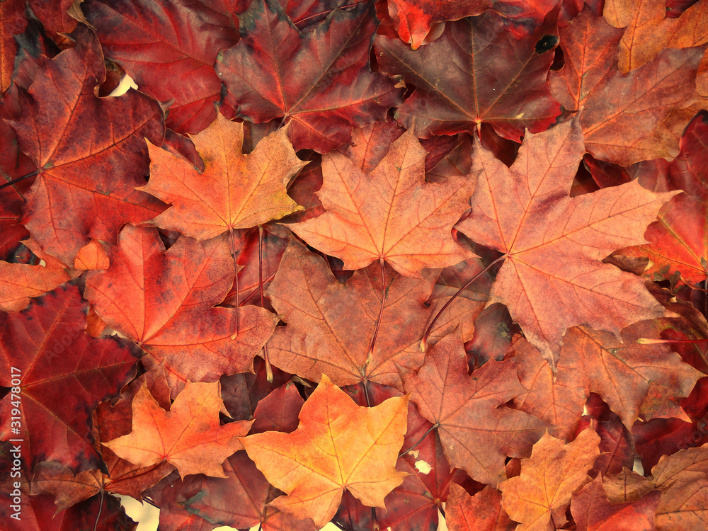 Canvas Prints autumn background forest with maple trees and sunny beams