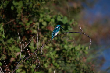 Cerulean kingfisher (Alcedo coerulescens) is a kingfisher in the subfamily Alcedininae which is found in parts of Indonesia. With an overall metallic blue impression.  This bird is in a branch.