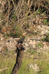 Egyptian african goose water birds