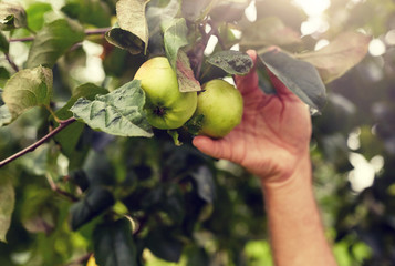 farming, gardening and people concept - hand with apples growing at summer garden