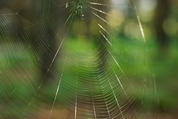 vivid shiny soft focus empty spider web on unfocused colorful green natural forest background with bokeh effect
