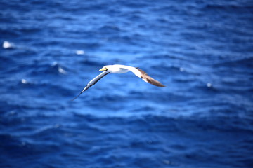 Fototapeta na wymiar gull in flight