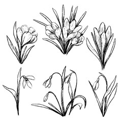 Hand drawn vector illustration. Collection of spring plants. Set of crocuses and snowdrops. Vintage botanical sketches isolated on white. Outline elements for design, typography, card, prints, poster.