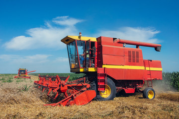 Obraz premium Combine harvesting in a field of golden wheat.