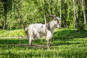 Naklejka na ściany i meble goat in park animal theme photography scenic nature environment