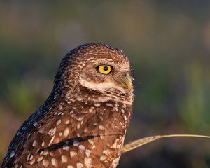 Closeup portrait of a Burrowing Owl at sunset.