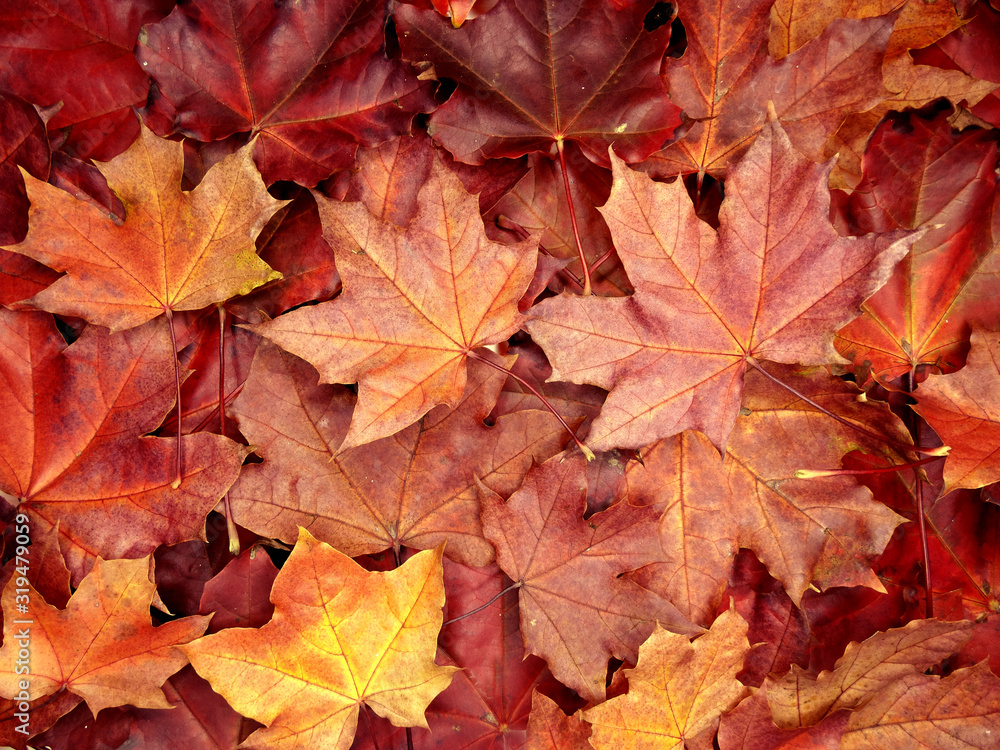 Wall mural autumn background forest with maple trees and sunny beams