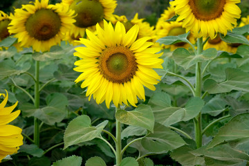 field of sunflowers