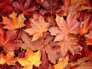 autumn background forest with maple trees and sunny beams