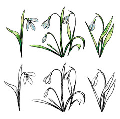 Hand drawn vector illustration. Collection of spring plants. Set of snowdrops. Vintage botanical sketches isolated on white. Colored and outline elements for design, typography, cards, prints etc.