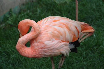 flamingo in zoo
