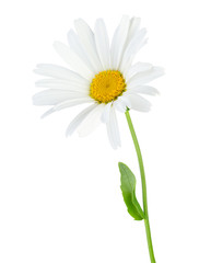 Lovely white Daisy (Marguerite) isolated on white background including clipping path.