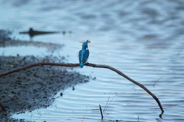 bird on a branch