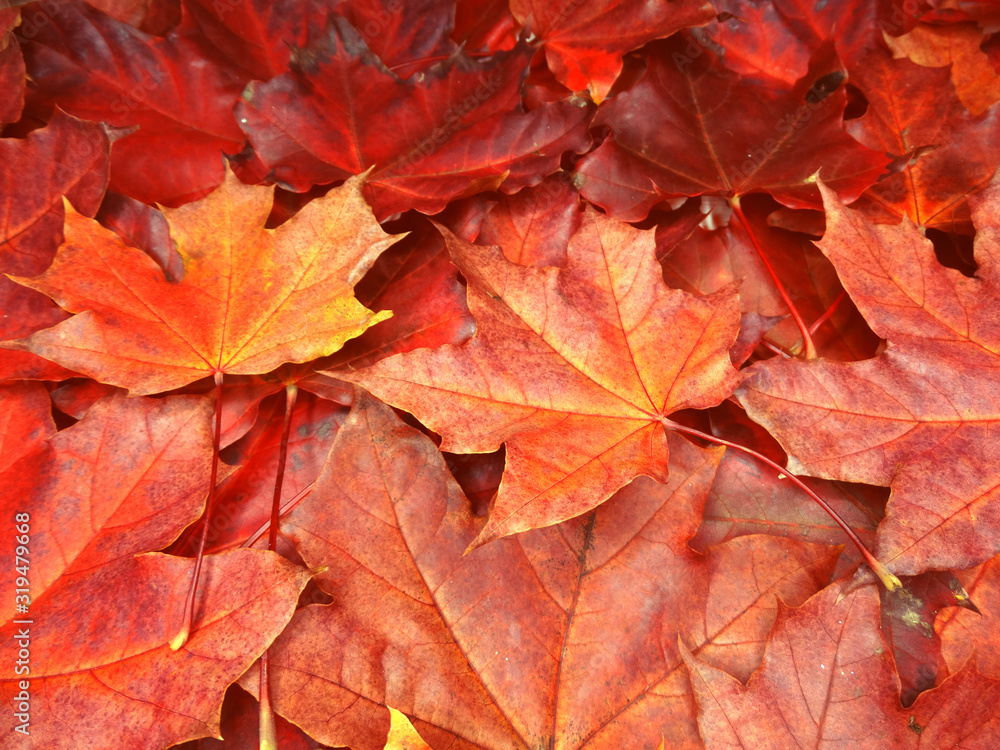 Canvas Prints autumn background forest with maple trees and sunny beams