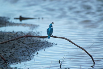 blue bird on the branch