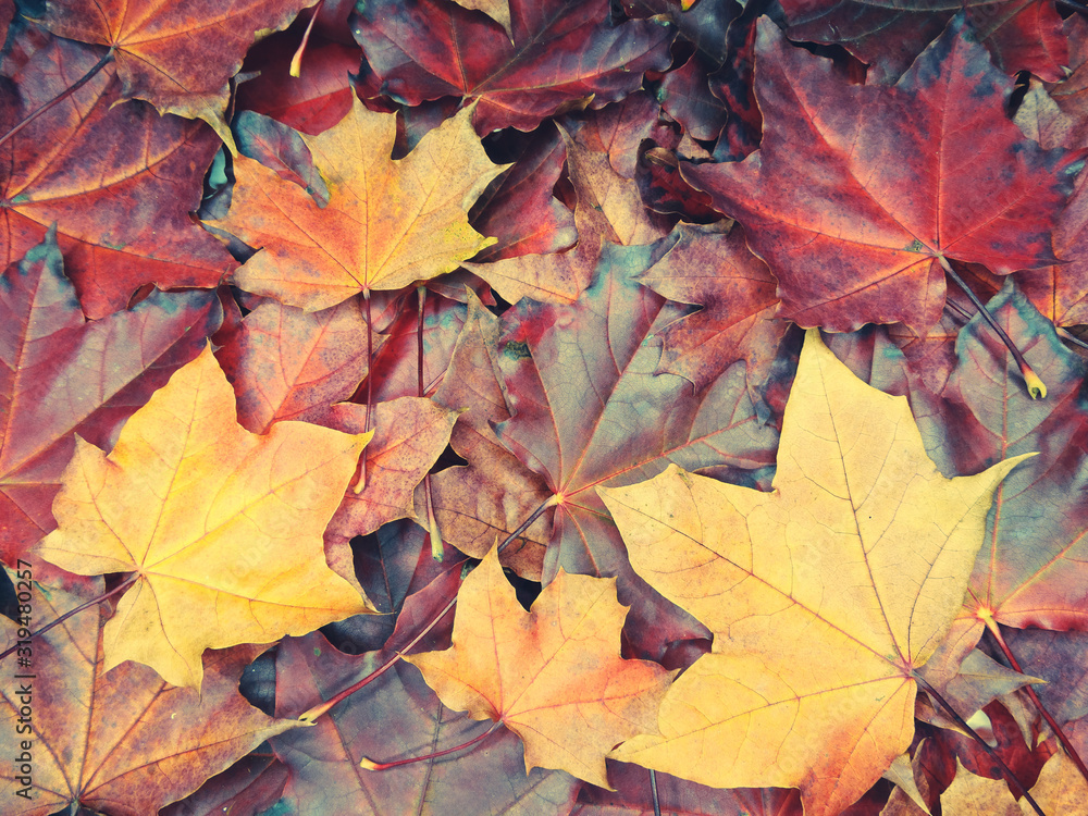 Wall mural autumn background forest with maple trees and sunny beams