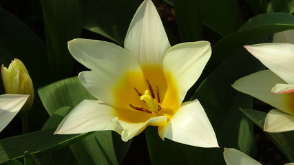 Flower Closeup in Holland