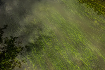 seaweed in water river stream nature scenery landscape top view from above