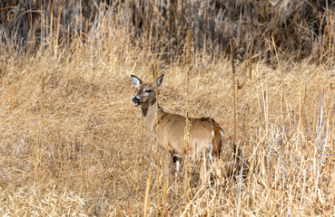 Naklejka na ściany i meble Doe Whitetail Deer in Fall in Colorado