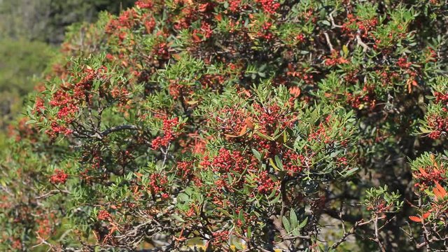 Pistacia lentiscus (also lentisk; mastic) from Brijuni National Park