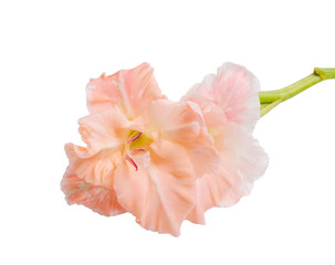 Fototapeta na wymiar beautiful bright gladiolus flower isolated on the white