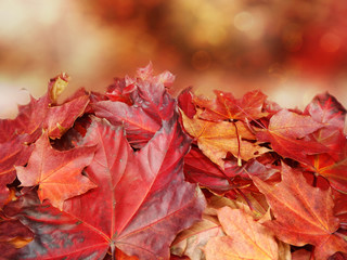 autumn background forest with maple trees and sunny beams