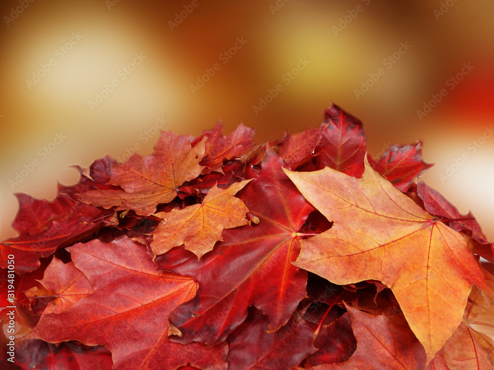 Canvas Prints autumn background forest with maple trees and sunny beams