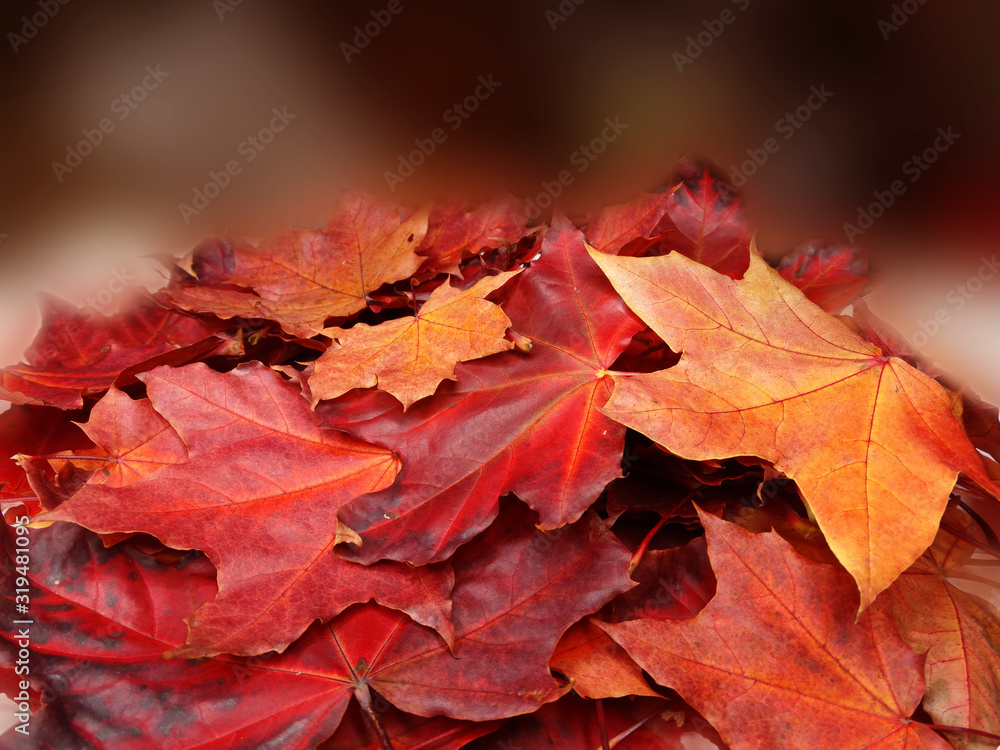 Canvas Prints autumn background forest with maple trees and sunny beams
