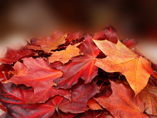autumn background forest with maple trees and sunny beams