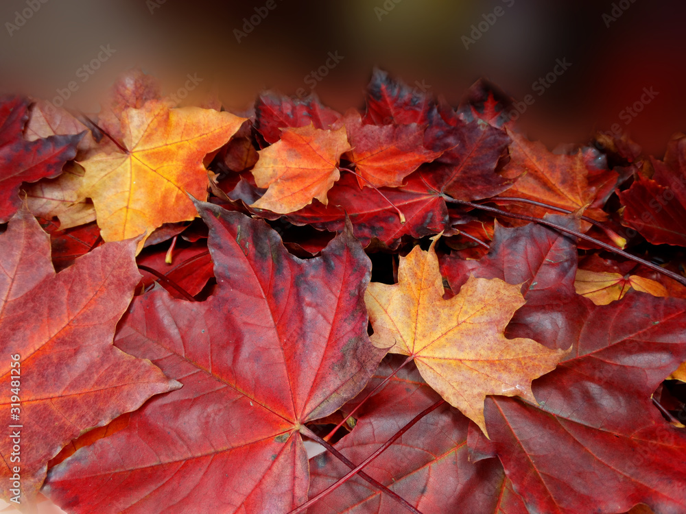 Wall mural autumn background forest with maple trees and sunny beams