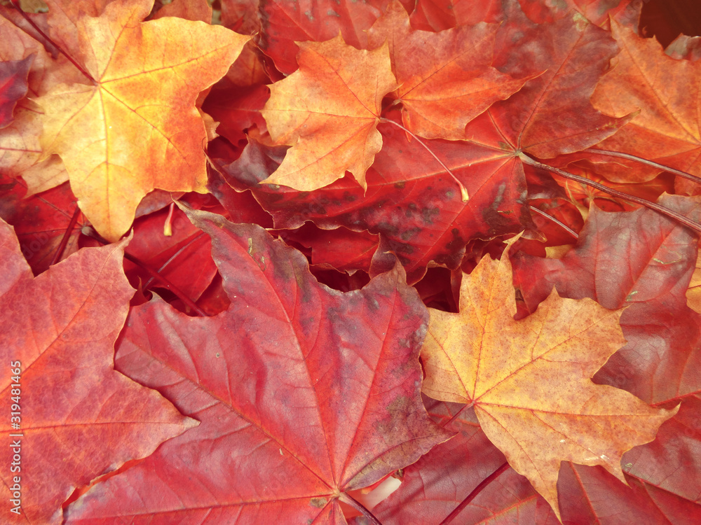 Wall mural autumn background forest with maple trees and sunny beams
