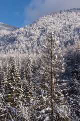 Spruce forest just after snowfall