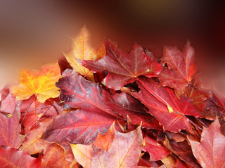 autumn background forest with maple trees and sunny beams