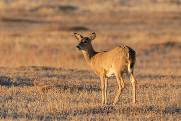 Doe Whitetail Deer in Fall in Colorado