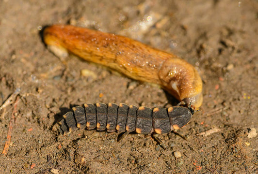 larva of common glow-worm (Lampyris noctiluca) feeding on a slug