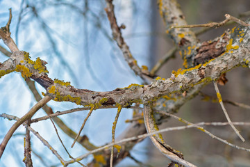 A branch of an old dried tree against the sky.