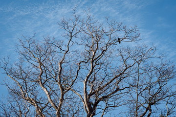 Leafless crown of the tree, leafless branches and perched black bird on the bare branches against a...
